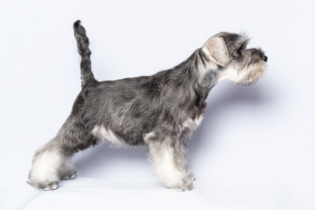 schnauzer