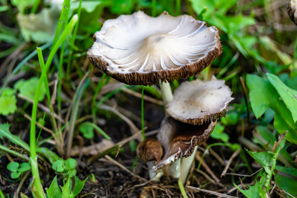 agaric