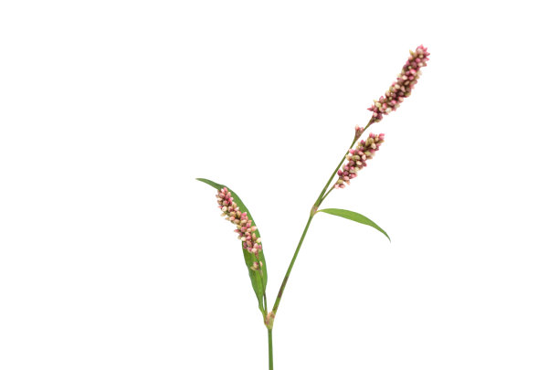 polygonum