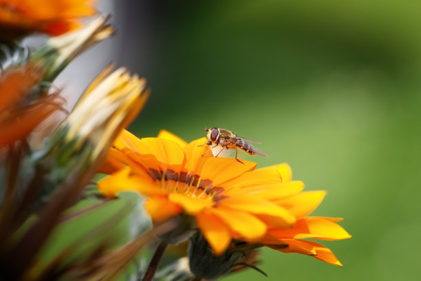 橙红色花朵条纹背景图案