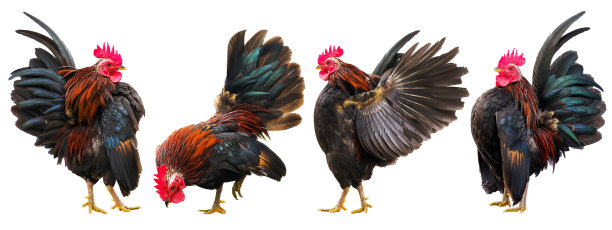 cock