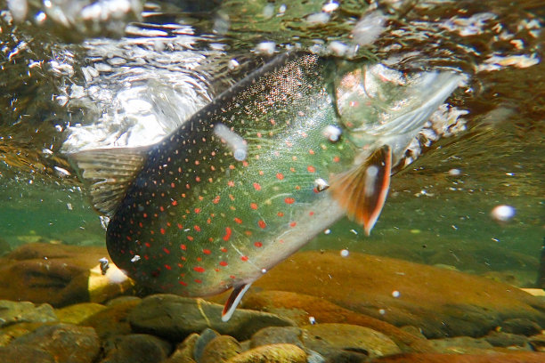 salvelinus