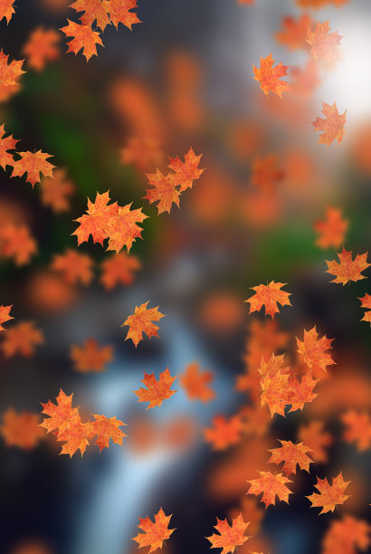 maple