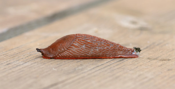 mollusk