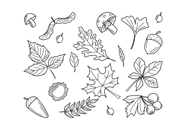 maple