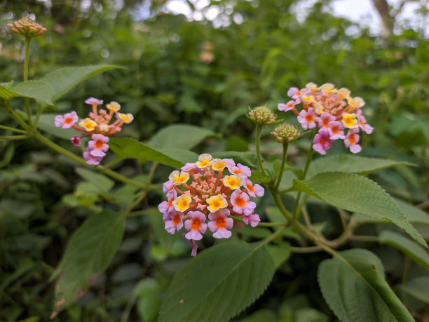 lantana