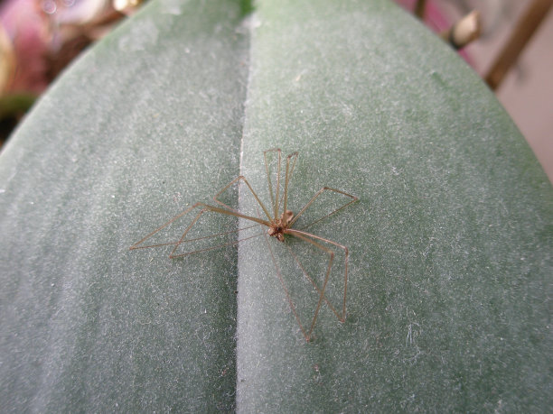 arachnid