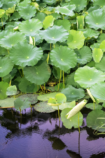 夏至荷花