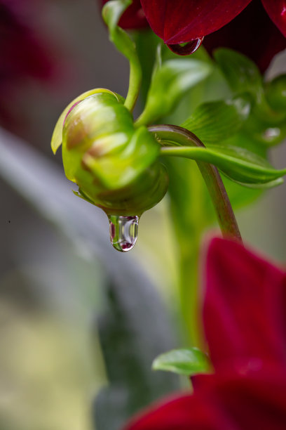 雨后红色菊花绽放摄影特写