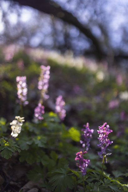 corydalis