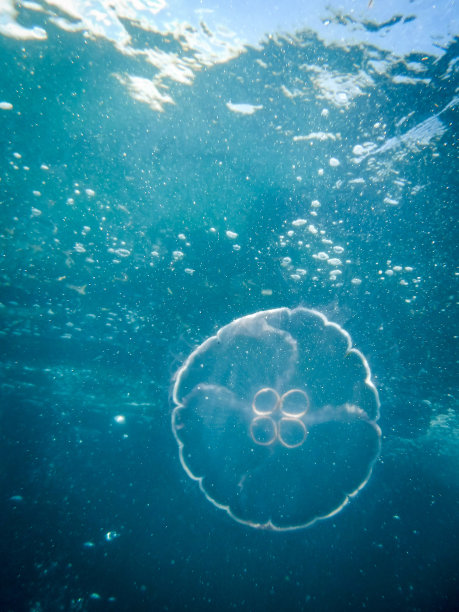 jellyfish