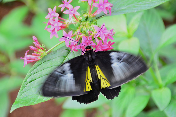 ornithoptera