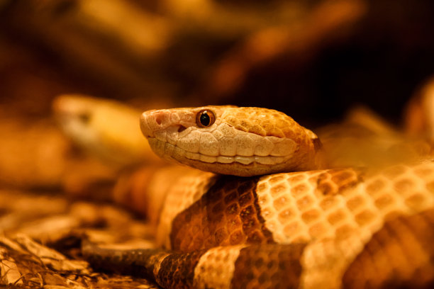 copperhead