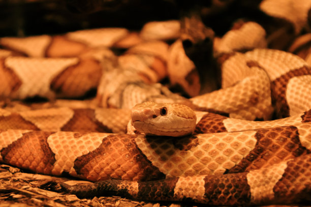 copperhead