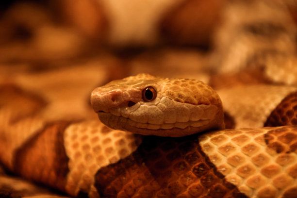 copperhead
