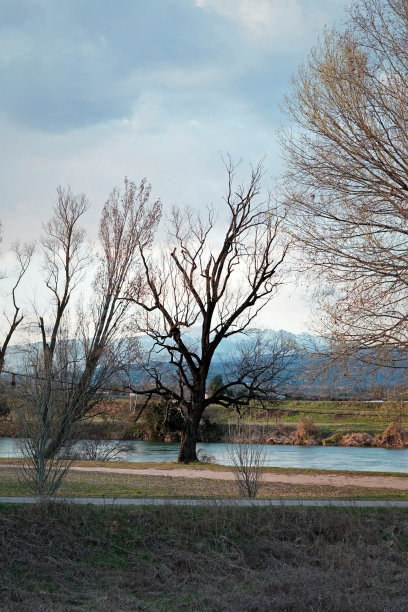 户外蓝天白云草地树林图片