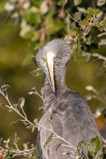egretta