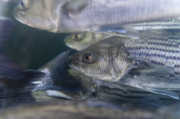 bass