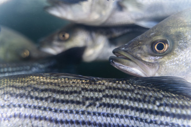 rockfish