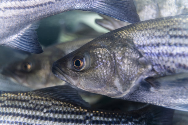 rockfish