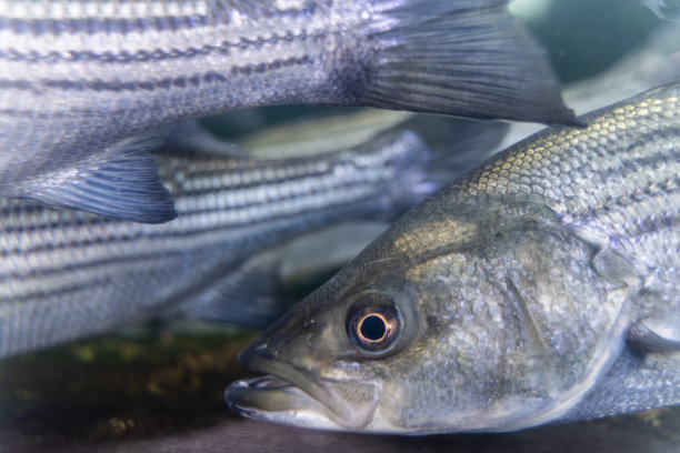 bass