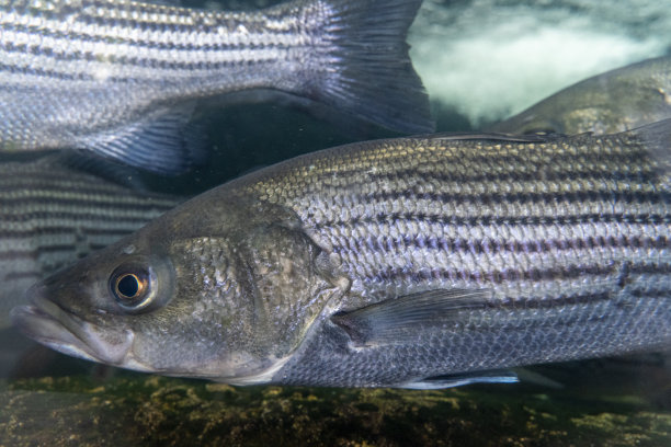 rockfish