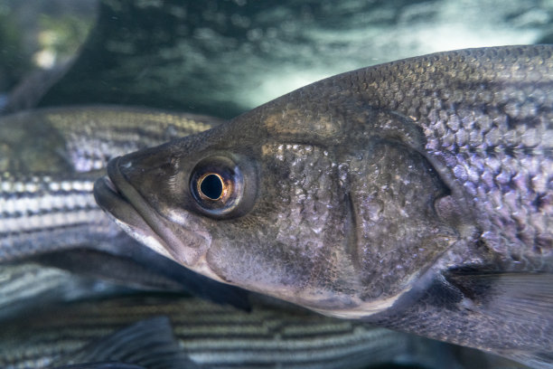 bass