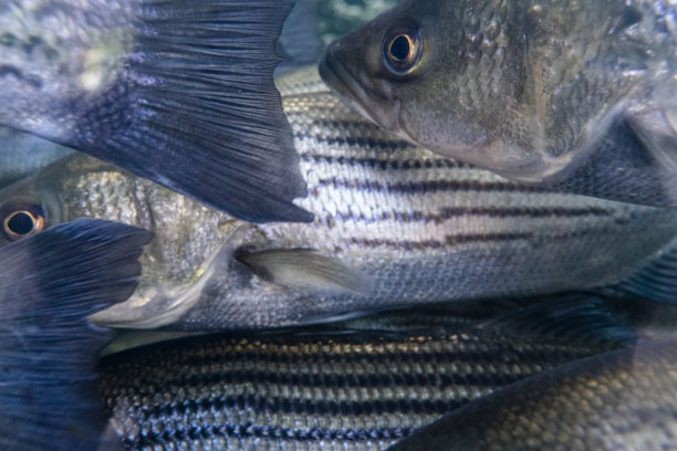 rockfish