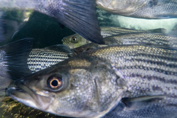 bass