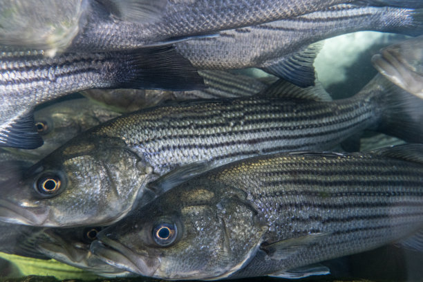 bass
