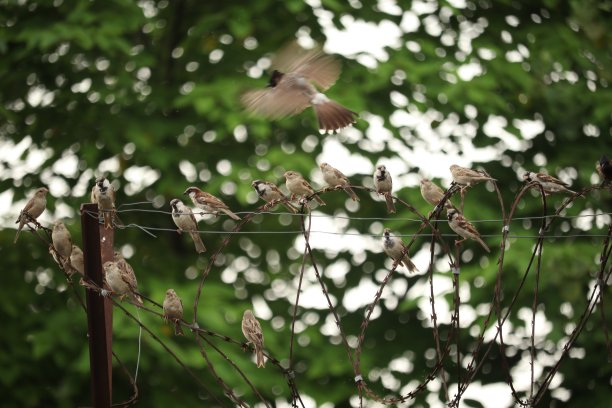 sparrow