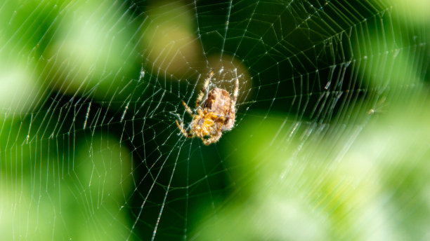 argiope