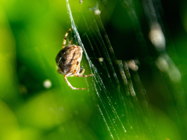 argiope