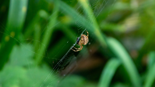 argiope
