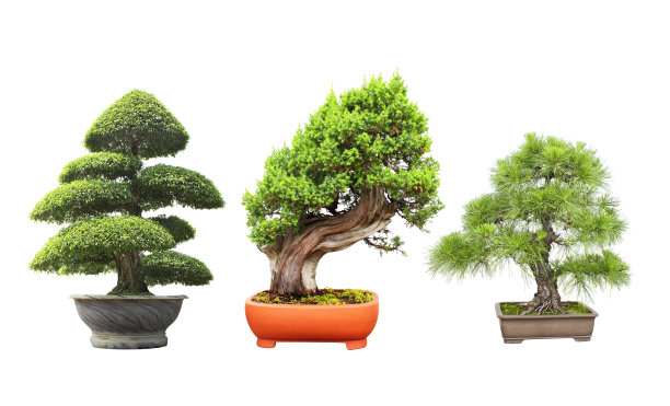 bonsai
