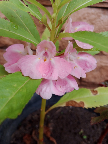 impatiens