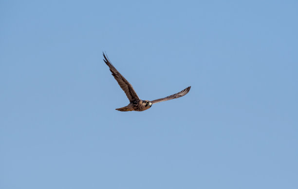 falcon