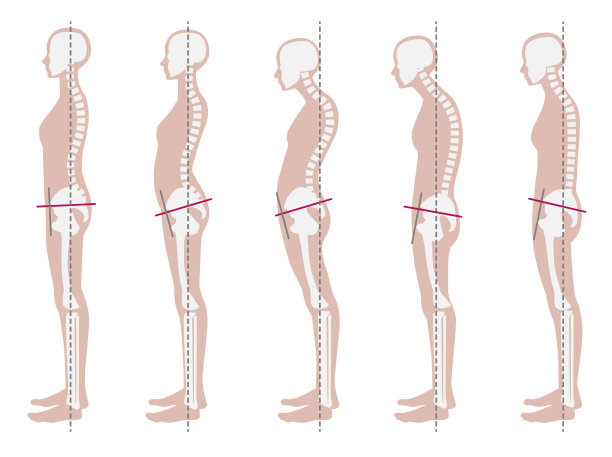 pelvis