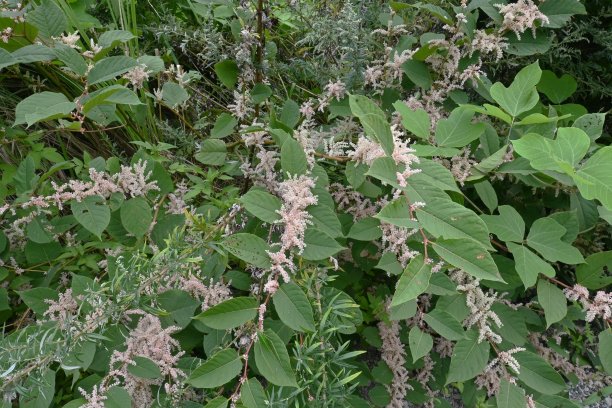 polygonum