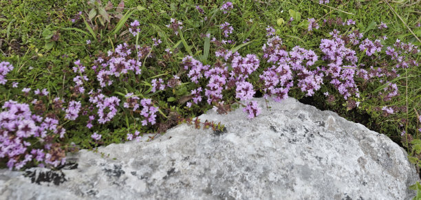 calluna