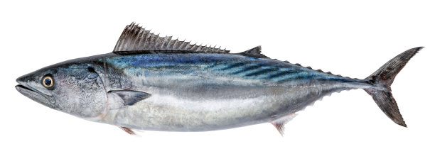 tuna