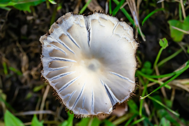 agaric