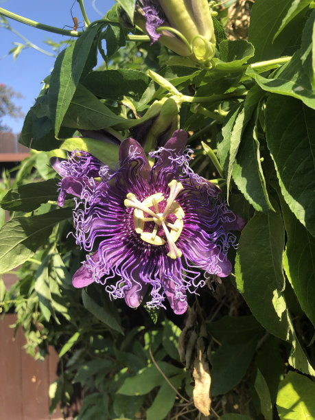passiflora