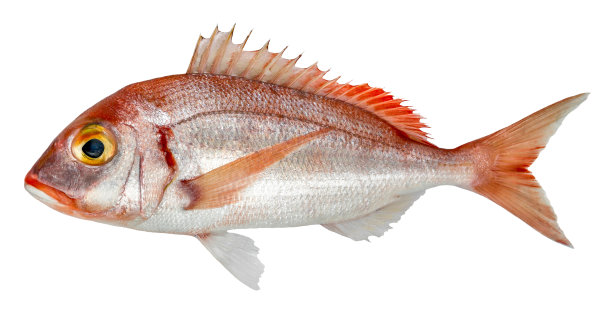 snapper