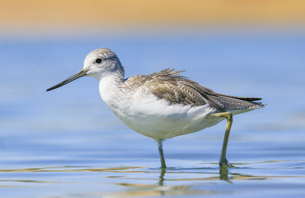 charadriiformes