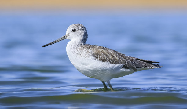 charadriiformes