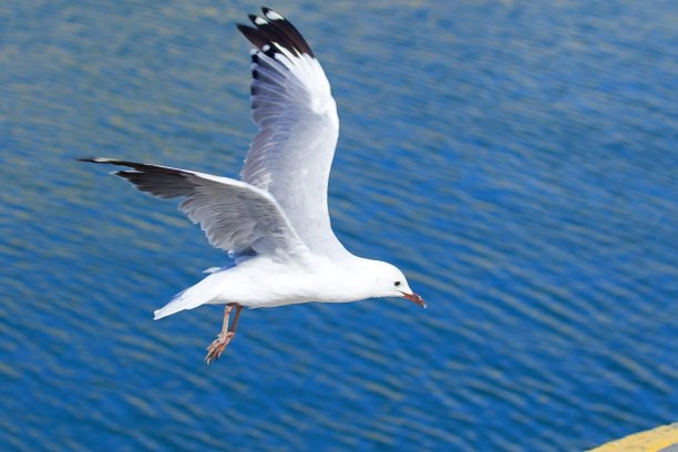 seagull