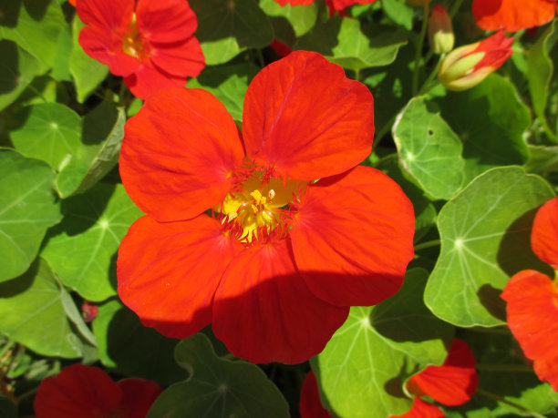 nasturtium