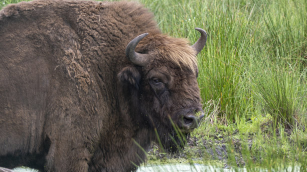 bison