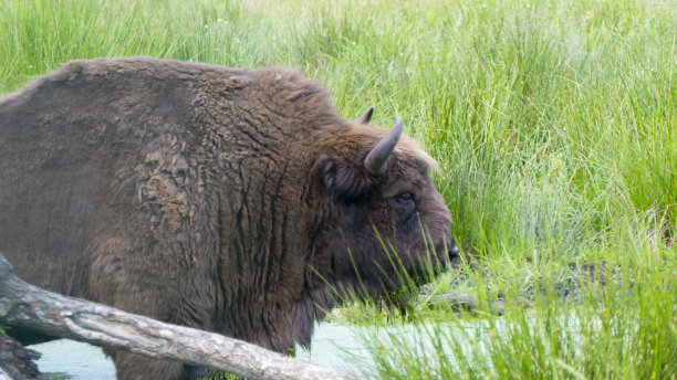 bison